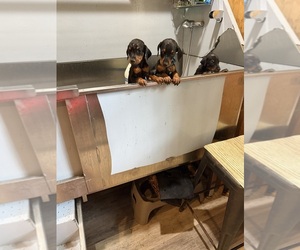 Doberman Pinscher Puppy for Sale in MADISON, North Carolina USA