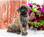 Small Photo #7 Mastiff Puppy For Sale in WAKARUSA, IN, USA