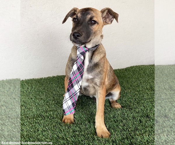 Medium Photo #5 Jack Russell Terrier-Unknown Mix Puppy For Sale in San Diego, CA, USA