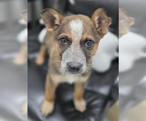 German Shepherd Dog-Unknown Mix Dogs for adoption in Temple, TX, USA