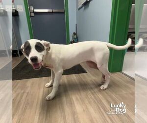 Labrador Retriever-Unknown Mix Dogs for adoption in Washington, DC, USA