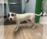 Small Labrador Retriever Mix