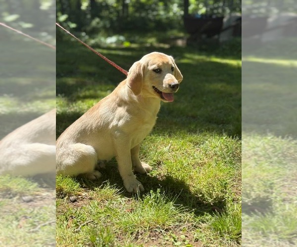 Medium Photo #7 Mutt Puppy For Sale in HOPKINSVILLE/PRINCETON, KY, NH, USA