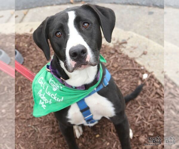 Medium Photo #7 Borador Puppy For Sale in Washington, DC, USA