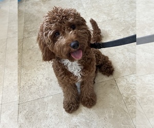 Goldendoodle (Miniature) Puppy for sale in HOLLYWOOD, FL, USA