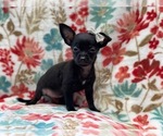 Small Photo #3 Chihuahua Puppy For Sale in LAKELAND, FL, USA