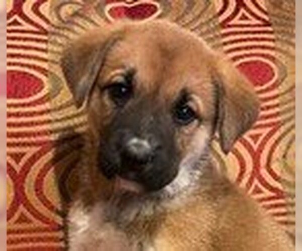 Medium Photo #2 Shepradors Puppy For Sale in Fremont, CA, USA