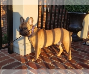 French Bulldog Puppy for sale in MONROVIA, MD, USA
