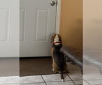 Small #4 Beagle