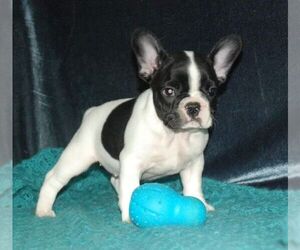 French Bulldog Puppy for sale in TAMPA, FL, USA
