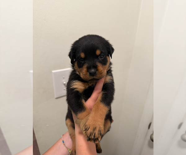 Medium Photo #2 Rottweiler Puppy For Sale in NEWPORT NEWS, VA, USA
