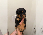 Puppy Brown Rottweiler
