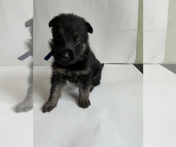 Medium Photo #2 German Shepherd Dog Puppy For Sale in ONTARIO, CA, USA