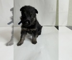 Small #1 German Shepherd Dog
