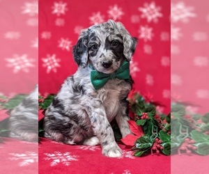 Aussiedoodle Puppy for sale in NOTTINGHAM, PA, USA