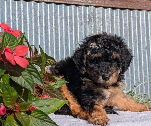 Medium Photo #5 Poodle (Toy) Puppy For Sale in GOSHEN, IN, USA