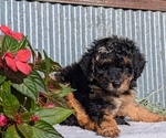 Small Photo #17 Poodle (Toy) Puppy For Sale in GOSHEN, IN, USA