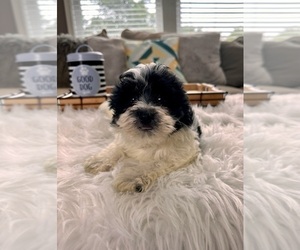 Havanese Puppy for sale in GREENWOOD, IN, USA