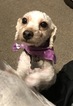 Small Photo #1 Poodle (Toy) Puppy For Sale in SPRINGFIELD, MA, USA
