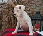 Small Photo #51 Boxer Puppy For Sale in GOSHEN, IN, USA