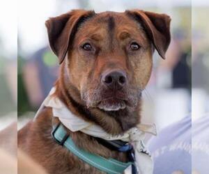 Bubbas - Male Mutt Dog for Adoption - Photo #5