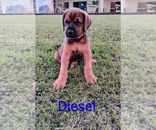 Medium Photo #15 Mastiff Puppy For Sale in BRANTLEY, AL, USA