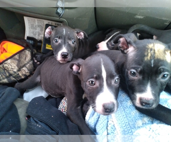 Medium Photo #1 American Pit Bull Terrier Puppy For Sale in SAINT LOUIS, MO, USA
