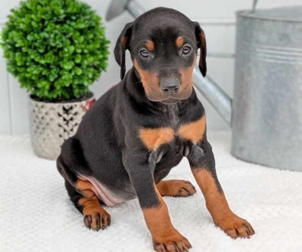 Medium Photo #15 Doberman Pinscher Puppy For Sale in GOSHEN, IN, USA