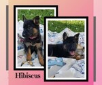 Puppy Hibiscus German Shepherd Dog