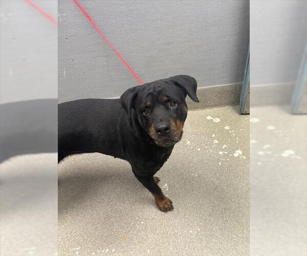 Medium Photo #1 Rottweiler-Unknown Mix Puppy For Sale in Las Vegas, NV, USA