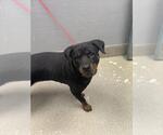 Small Rottweiler Mix