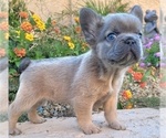 Small #8 French Bulldog