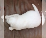 Small Photo #2 Great Pyrenees Puppy For Sale in SUFFOLK, VA, USA