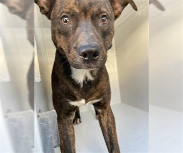 Medium Photo #1 Labrador Retriever-Unknown Mix Puppy For Sale in Houston, TX, USA