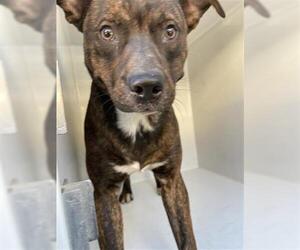 Labrador Retriever-Unknown Mix Dogs for adoption in Houston, TX, USA