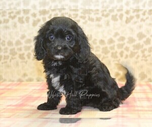 Cavapoo Puppy for sale in DENVER, PA, USA