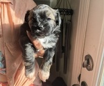 Puppy Puppy 5 JR Pomeranian-ShihPoo Mix