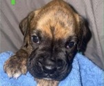 Puppy Green collar Boxer