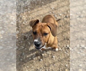 AJ - Male American Pit Bull Terrier-Labrador Retriever Mix Dog for Adoption - Photo #4