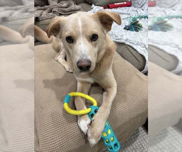 Medium Photo #3 Mutt Puppy For Sale in Woodbury, NY, USA