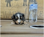 Small #6 Morkie