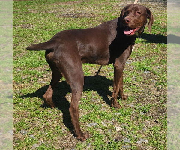 Medium Photo #3 German Shorthaired Pointer-Unknown Mix Puppy For Sale in Wetumpka, AL, USA