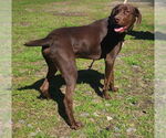 Small #2 German Shorthaired Pointer Mix