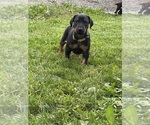 Puppy Flower Doberman Pinscher