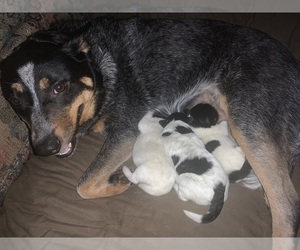 Australian Cattle Dog Puppy for sale in EVERETT, PA, USA