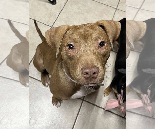Medium Photo #12 American Pit Bull Terrier-Labrador Retriever Mix Puppy For Sale in Oakhurst, NJ, USA