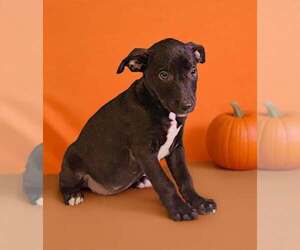 Crissy 26/791 - Female American Pit Bull Terrier-Unknown Mix Dog for Adoption - Photo #6