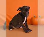 Small Photo #6 American Pit Bull Terrier-Unknown Mix Puppy For Sale in Talladega, AL, USA