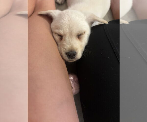 Medium Photo #4 Labrador Retriever-Unknown Mix Puppy For Sale in The Woodlands, TX, USA