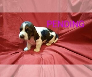 Basset Hound Puppy for sale in SALEM, WV, USA
